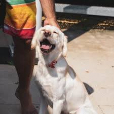 Puppies shown above are from our past, and are shown here to show the quality of our pups. Rehome Or Adopt A Labrador Retriever In San Diego Get Your Pet