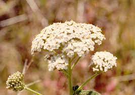 Common Yarrow