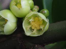 Image result for Garcinia acutifolia