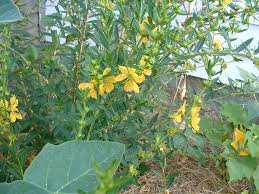 Image result for Heimia salicifolia