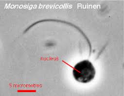 Image result for Monosis conferta