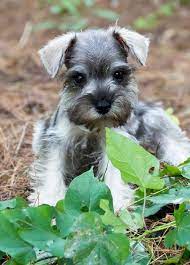 The miniature schnauzer is a robust, active dog of terrier type, resembling his larger cousin, the standard schnauzer, in general appearance, and of an alert, active disposition. Miniature Schnauzer Puppies For Sale Atlanta Ga Mini Schnauzer Puppies Miniature Schnauzer Puppies Schnauzer Puppy