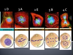 Interphase and the mitotic phase (figure. 1 D 3 A 2 E 5 B 4 C Interphase Prophase Metaphase Anaphase Telophase Ppt Download