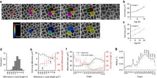 Check spelling or type a new query. Cell Size Dependent Progression Of The Cell Cycle Creates Homeostasis And Flexibility Of Plant Cell Size Nature Communications