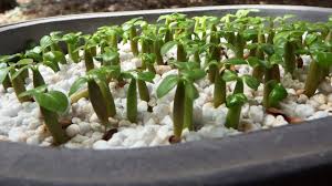 The desert rose is a plant that can grow quite quickly and may need repotting several times over the course of its life. Adenium Obesum Care Growing The Desert Rose Plant