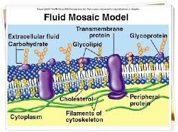 The cell membrane consists of a lipid bilayer, including cholesterols (a lipid component) that sit between. 1 2à¹‚à¸„à¸£à¸‡à¸ªà¸£ à¸²à¸‡à¹€à¸‹à¸¥à¸¥ à¹€à¸‹à¸¥à¸¥ à¸‚à¸­à¸‡à¸ª à¸‡à¸¡ à¸Š à¸§ à¸• à¸Š à¸§à¸§ à¸—à¸¢à¸² à¸¡ 4 6