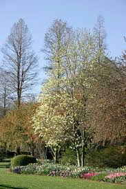 Check spelling or type a new query. Magnolia Butterflies Kiefer Nursery Trees Shrubs Perennials