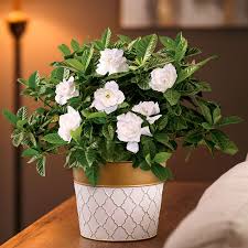 Image result for Gardenia