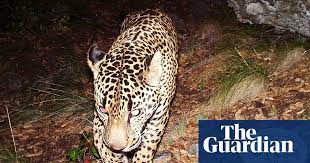 No ngame and endangered wildlife program technical report 203. Trump S Border Wall Construction Threatens Survival Of Jaguars In The Us Wildlife The Guardian