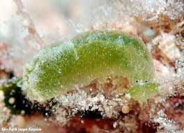 Image result for Isoglossa membranacea