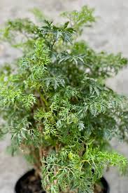 Image result for Polyscias fruticosa