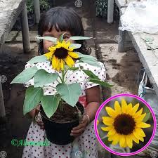 Salah satunya adalah kebun bunga matahari yang sangat luas dan mencapai ribuan meter persegi. Jual Tanaman Bunga Matahari Mini Hp 085608566034