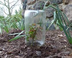Potted rose plants can be transplanted into your garden the following season, once they are mature enough to survive replanting. Rooting Roses Growing Roses From Cuttings
