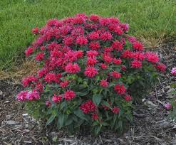 Bee balm tolerates partial sun, but you'll get fewer flowers. Monarda Archives Dyck Arboretum