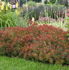 Image result for Euphorbia williamsonii