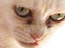Je M Apprete A Fumer De L Herbe A Chat Page 1 Avenoel Org Forum Communautaire