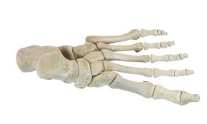 These could be listed individually as metacarpal i, metacarpal ii, metacarpal iii up to metacarpal v on each of both the left. Overview Of The Tarsal Bones In The Foot
