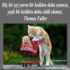 Hic Bir Sey Yavru Bir Kediden Daha Oyuncu Yasli Bir Kediden Daha Ciddi Olamaz Thomas Fuller Kedi Evcil Hayvanlar Hayvanlar