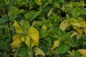 Image result for Acalypha volkensii