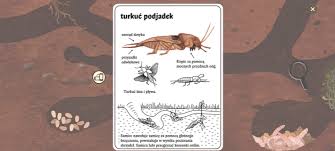 Turkuć podjadek albo mole cricket po angielsku. Scenariusz Nr 1 U Smoka Co Buja W Oblokach