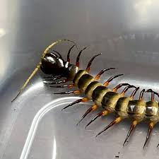 超希少 新政 亜麻猫 10周年記念 グラス付き