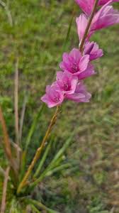 Image result for Dierama cupuliflorum