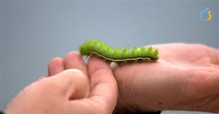 ديدان البطن أنواعها وعلاجها