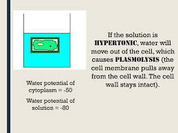 Predict the net direction of movement of the molecule that crosses the membrane by drawing an hypertonic external solution. Osmosis And Water Potential Ppt Download