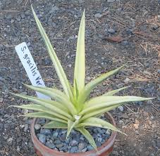 Image result for Laggera gracilis