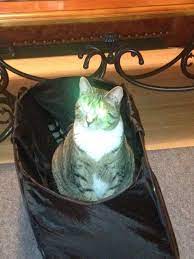 Check poison symptoms, diagnosis & treatments. All Pets Animal Hospital Rehabilitation Center 127 Recommendations Asheville Nc