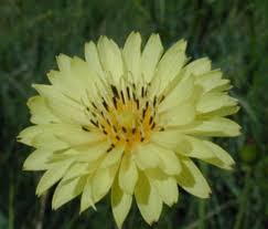 Image result for Hypochaeris radicata