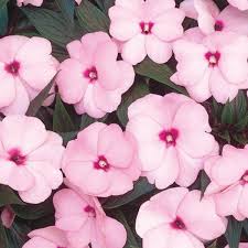 Image result for Impatiens burtonii