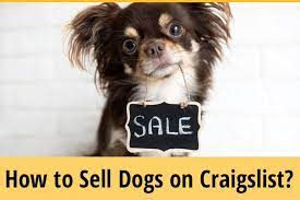 How To Sell Dogs On Craigslist? + Rehoming & Selling Rules - Zooawesome