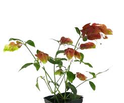 Image result for Justicia phyllostachys