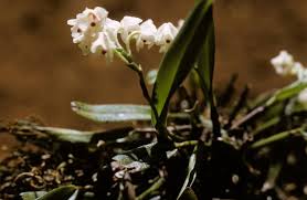 Image result for Polystachya laurentii