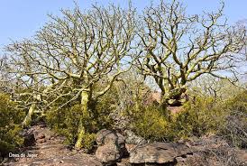 Image result for Aptosimum marlothii