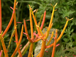 Image result for Euphorbia tirucalli