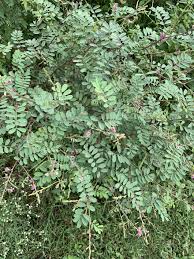 Image result for Tephrosia aequilata