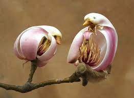 Pin On The Natural World