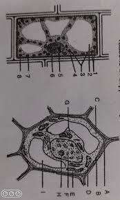 We did not find results for: 12 Given Below Are The Diagrammatic Sketches Of Certaingeneralised Cells 1 Name The Parts Labelled 1 Brainly In