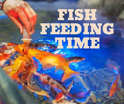 However, some owners prefer to feed their fish twice a day. Fish Feeding Times Fishkeeping World