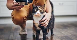 ‪Where Do Cats Come From?‬‏