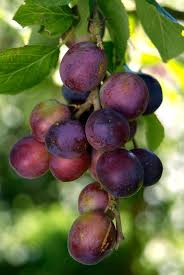 Image result for Prunus domestica