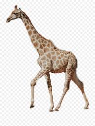 Find great deals on exclusive designer sunglasses. Giraffe Giraffe Neck Long Real Tall Animal Wild Real Giraffe Emoji Giraffe Emoji Free Transparent Emoji Emojipng Com