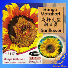 National companies engaged in agribusiness. F117 Sunflower Jc Garden Seed Biji Benih Bunga Matahari é«˜æ†å'æ—¥è'µç§å­
