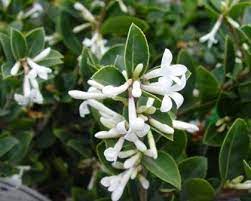 Leycesteria formosa, himalayan honeysuckle, vigorous deciduous shrub with oval green pointed leaves and white tubular flowers with red bracts, in pendulus racemes, and. Pin On Sort Through Plants