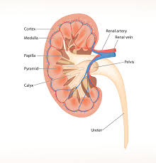 Renal failure patients also have deficiencies in coagulation factors that may raise the tendency of bleeding. Intrarenal Failure Archives American Nurse