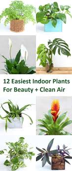 Easiest Indoor Plants For Beauty Clean Air Air Purifying Plants Nasa Best Indoor Plants Fo Indoor Plants Clean Air Hanging Plants Indoor Best Indoor Plants