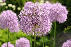 A yellow and tan heuchera that winter killed in gardens all over the country. Plant Sale Extravaganza Reiman Gardens