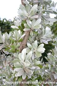 Image result for Conocarpus erectus